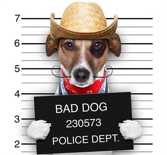 Bad dog canvas