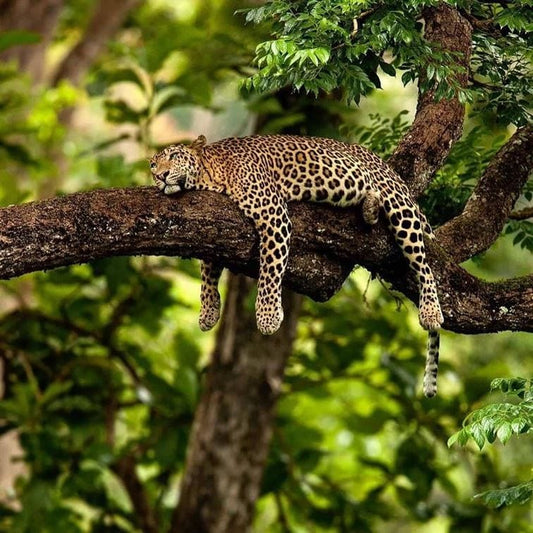 Cheetah napping canvas