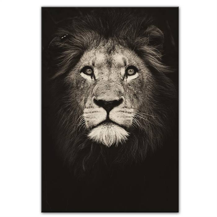 Black and white lion canvas