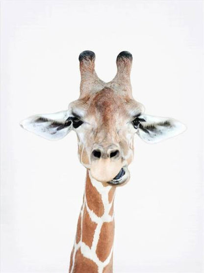 Cute giraffe canvas
