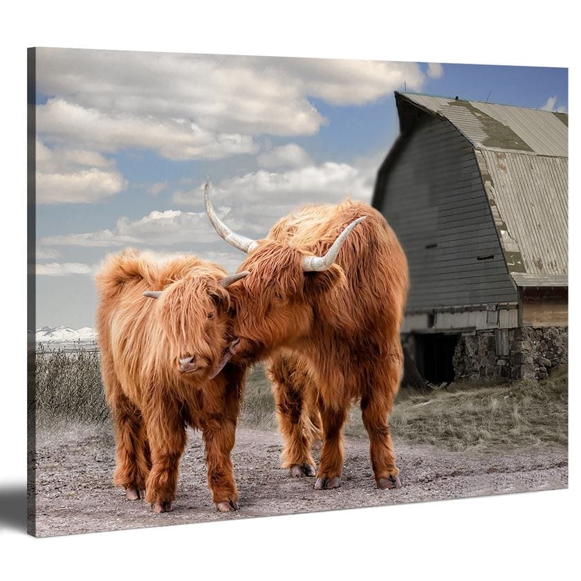Highland cattle canvas