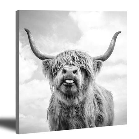 Highland cow canvas